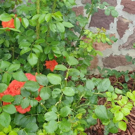 Milkali - Fairytale House In Апартаменты *