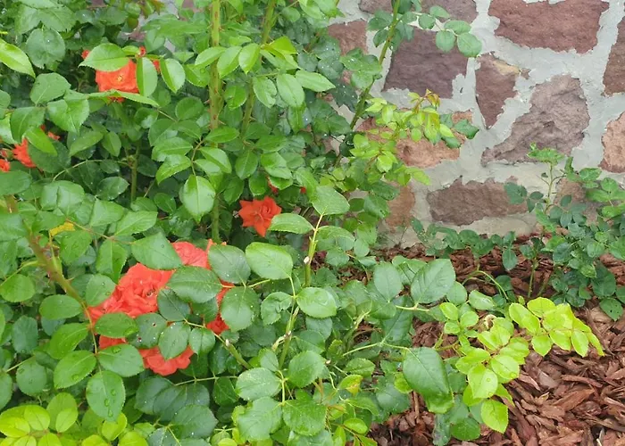 Milkali - Fairytale House In Διαμέρισμα *